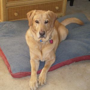 Meet your Posher, Sharon